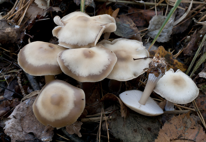 Rhodocollybia butyracea f. asema